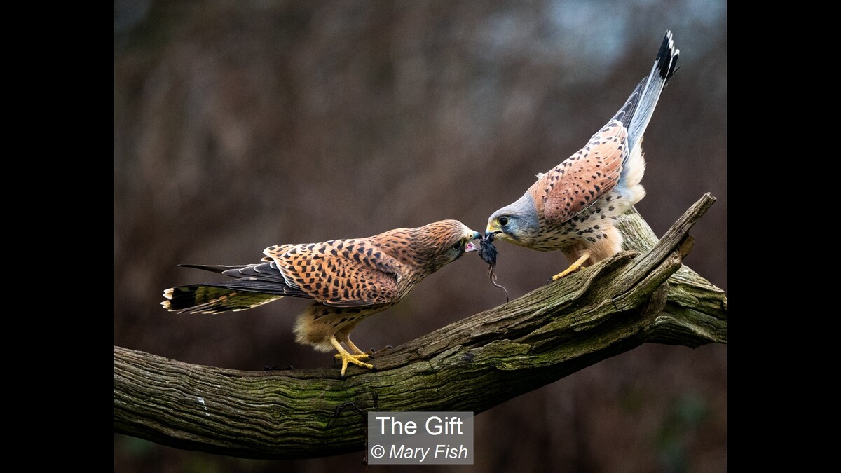 The Gift